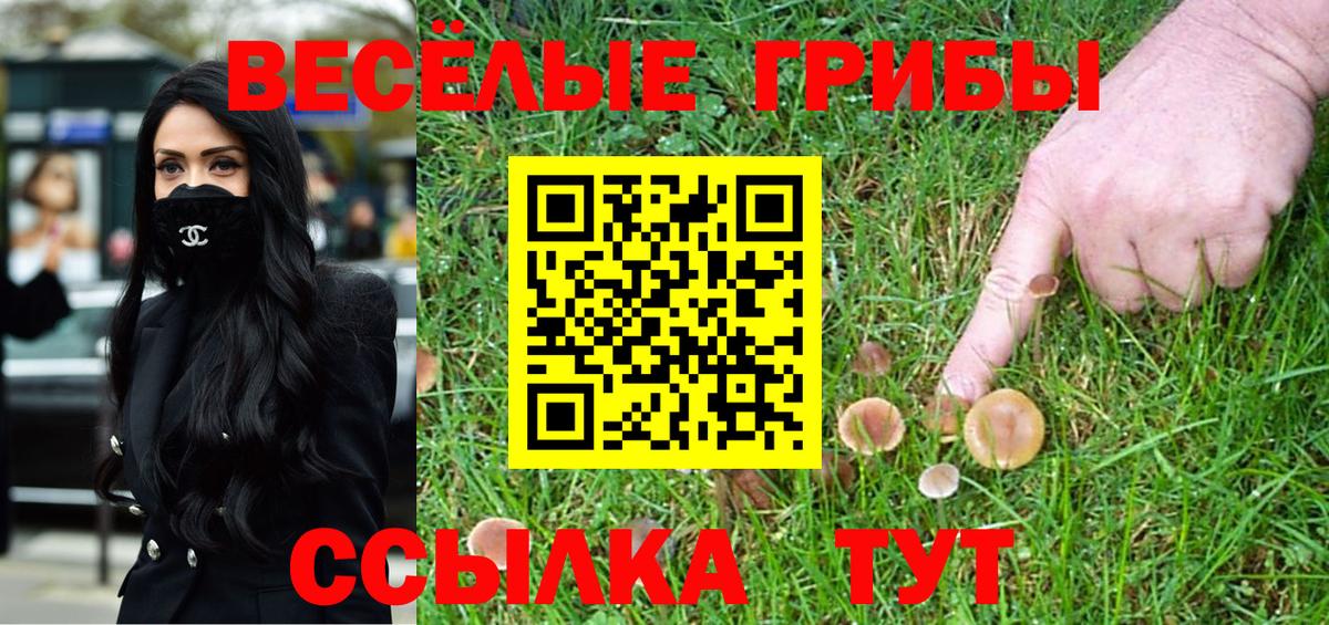 Псилоцибиновые грибы Psilocybe  цены   Бор 